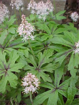 Tiarella wherryi 'Spanish Cross'