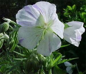 Geranium 'Splish Splash'