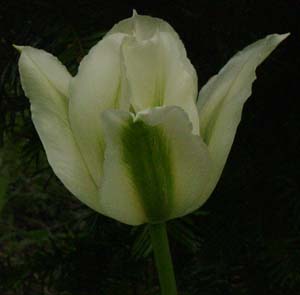 Tulipa 'Spring Green'