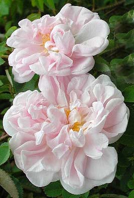 Rosa 'Stanwell Perpetual'