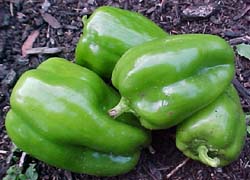 Capsicum annuum 'Hybrid Sweet'