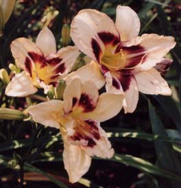 Hemerocallis 'Sweet Sensation'