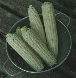 Zea mays 'Sweetest'