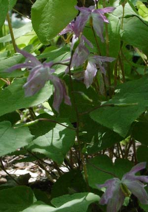 Epimedium x youngianum 'Tambotan'