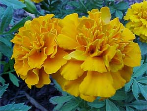 Marigold 'Tangerine'