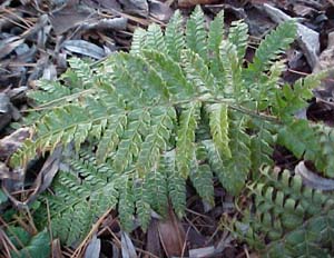 Polystichum polyblepherum 