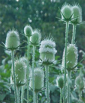 Dipsacus syhestris 