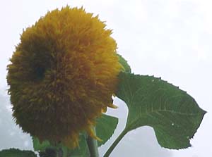 Helianthus annus 'Teddy Bear'