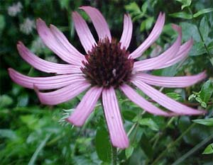 Echinacea tennesseensis 