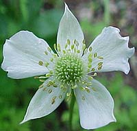 Anemone virginiana 