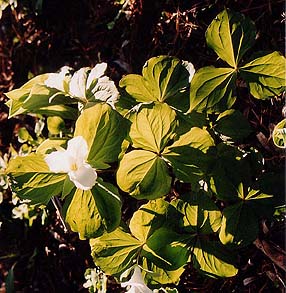 Trillium chloropeltalum (species)