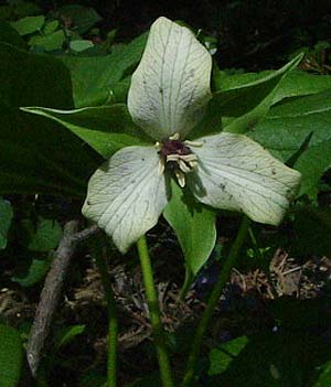 Trillium erectum 