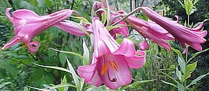 Lilium longiflorum 