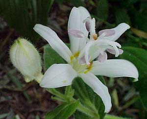 Trycirtis hirta 'Alba'