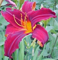 Hemerocallis Unknown