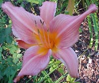 Hemerocallis Unknown