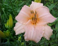 Hemerocallis Unknown