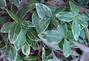 Vinca minor 'Variegatus'