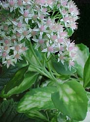 Sedum spectabile 'Variegatum'