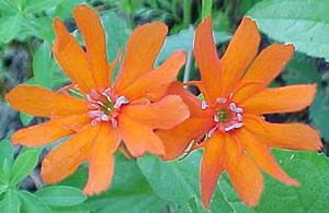 Lychnis arkwrightii 'Vesuvius'