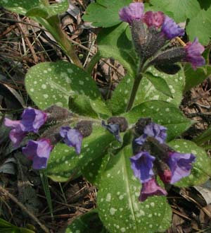 Pulmonaria saccharata 'Victorian Brooch'