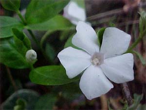 Vinca minor 'Alba'