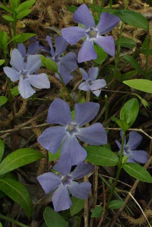 Vinca minor creeping myrtle, periwinkle