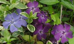 Vinca minor 'Atropurpurea'