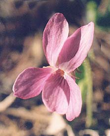 Viola 'Rosina'