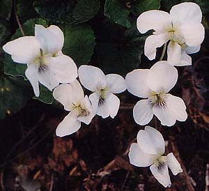 Viola sororia 'Albiflora'