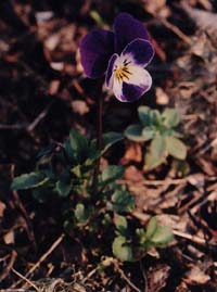 Viola tricolor (unknown)