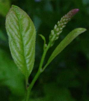 Itea virginica 