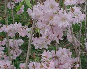 Prunus pendula 