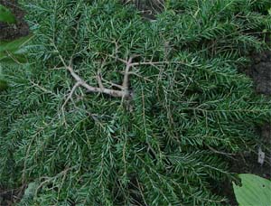 Tsuga canadensis 'Pendula'