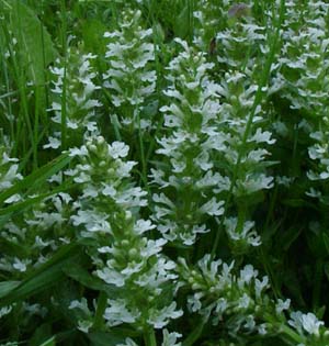 Ajuga reptans 'Alba'