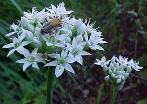 Allium tuberosum 