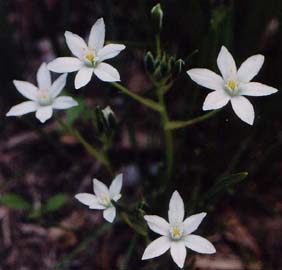 Orinthogalum nutans (species)