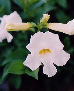 Incarvillea delavayi 'Alba'