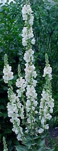 Verbascum thaspis 