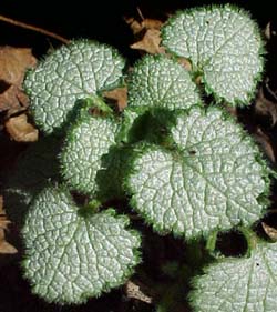 Lamium maculatum 'White Nancy'