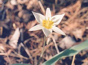 Tulipa bakeri (unknown)