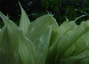 Hosta 'White Wall Tire'