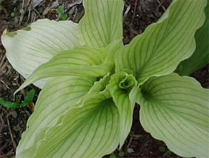 Hosta 'White Wall Tire'