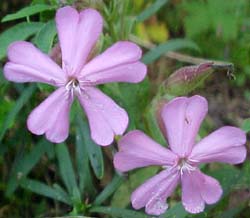 Phlox divaricata (species)