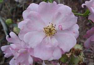 Rosa 'William Lobb'