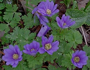 Anemone blanda 