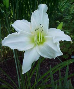 Hemerocallis 'Window Dressing'