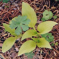 Hosta 'Wogon Gold'