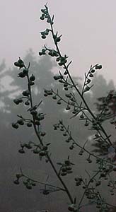 Artemesia absinthium 'Lambrook Silver'