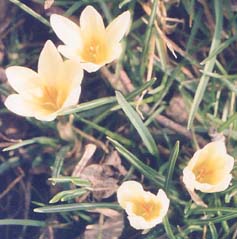 Tulipa bakeri 'Water Lily'